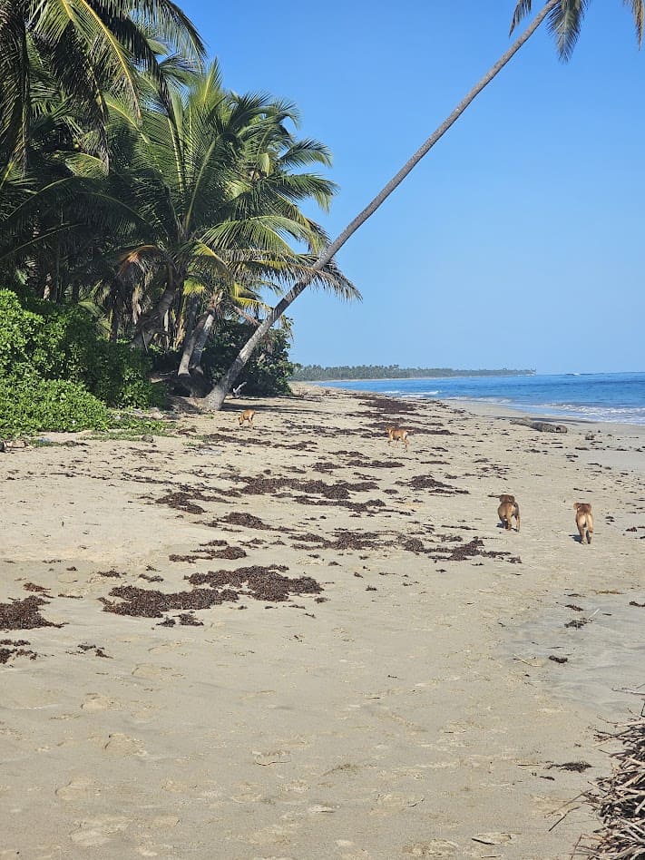Stray puppies near the beach at W Punta Cana, a common sight along resort areas in the Dominican Republic