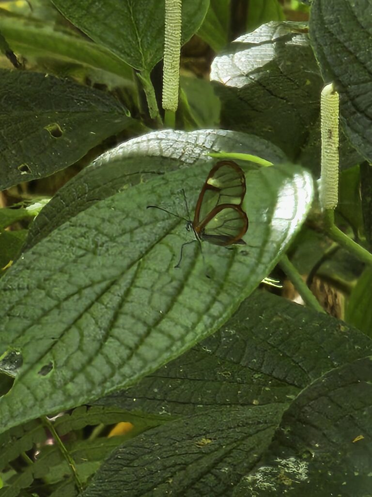 Glasswing butterfly in Boquete, Panama