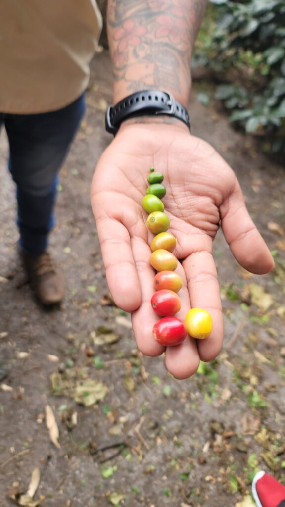 Coffee cherries at Don Peppe, Boquete