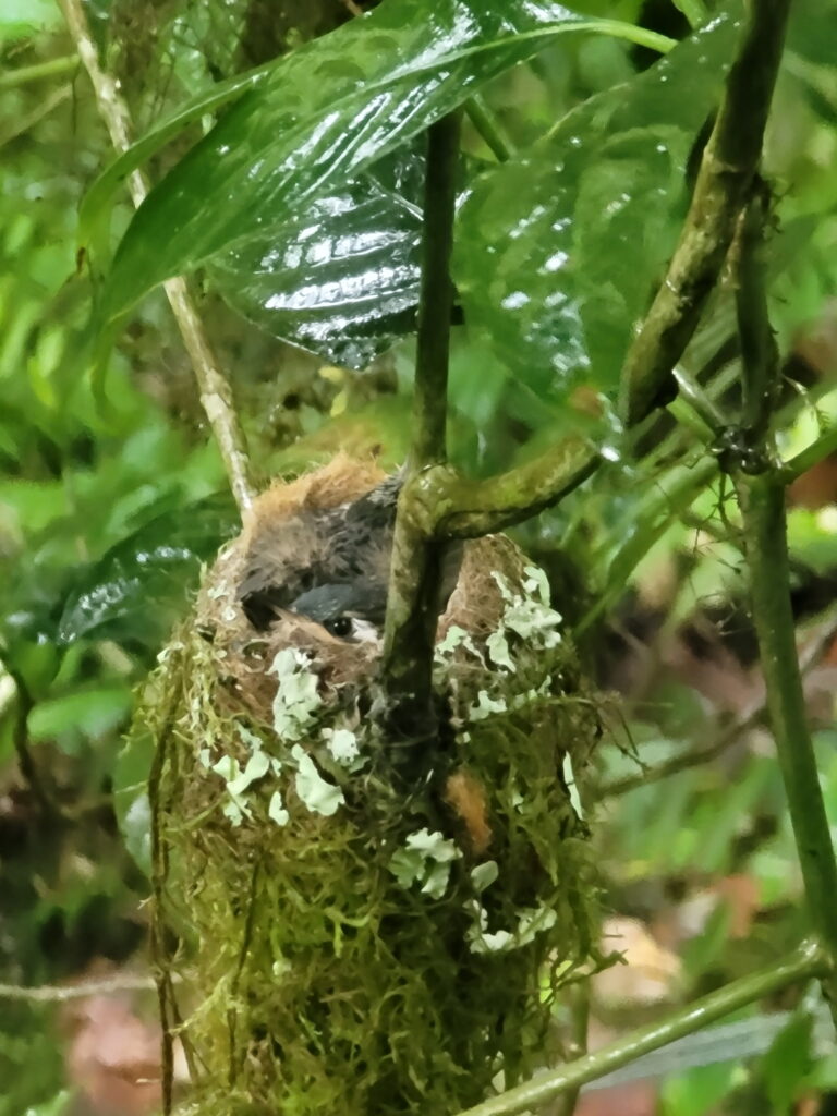 Hummingbird nest on Pipeline Trail hike in Panama