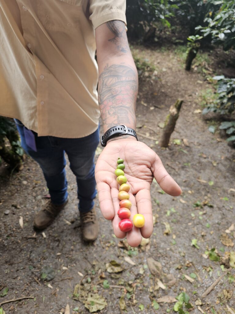 Coffee cherries at Don Peppe in Boquete Panama