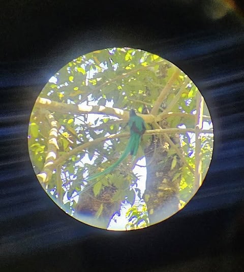 Quetzal through binocular in Boquete Panama