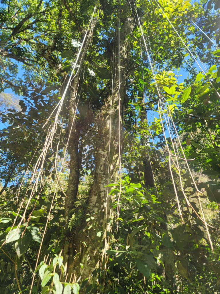 Tree on Pipeline hike in Boquete, Panama