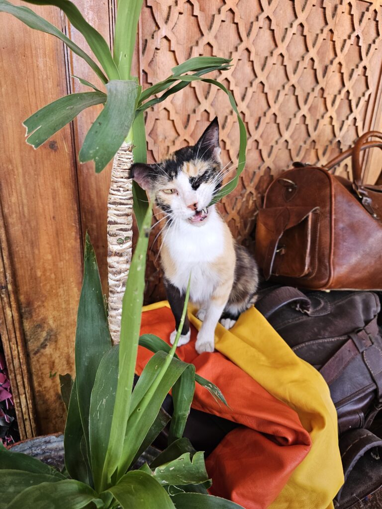 Cat in the tannery, Morocco